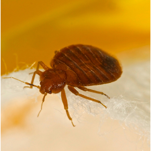 How To identify Bedbugs in Redbridge