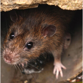 How do I know if I have a rat infestation in Redbridge